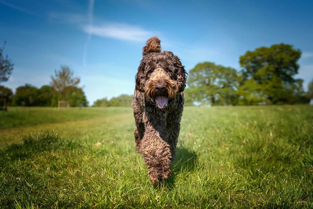 Answers To Your Questions About Australian Labradoodle Characteristics, Breeding Practices, And Puppy Care